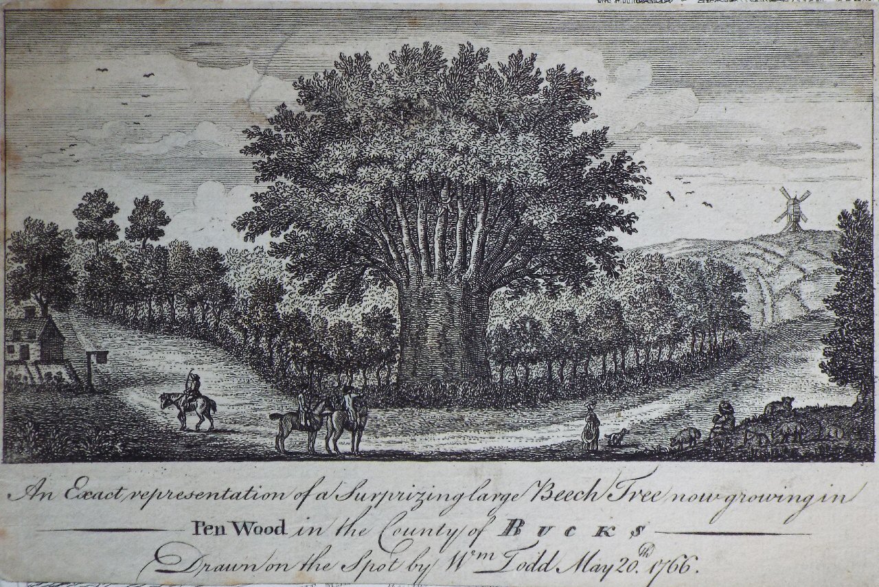 Print - An Exact representation of a Surprizing large Beech Tree now growing in Pen Wood in the County of Bucks Drawn on the Spot by Wm Todd Mat 20th. 1766.